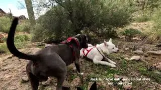 Hiking with 4 dogs in the Desert
