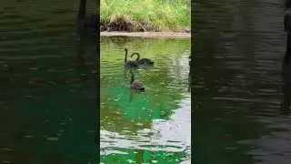 Black swan mating|Nature&rsquo;s sound|#blackswan black swan eggs|#blackduck #swan #swans #animalshorts