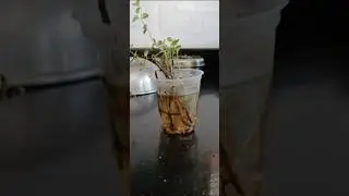Mint Plant Rooting in Water 🌿 | Grow Mint at Home Easily mint plant 🪴 #mintplant #youtubeshorts