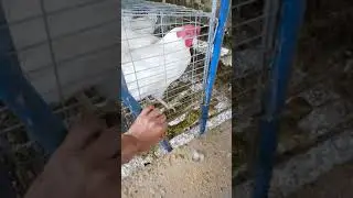 Paano natin MAS MALILINIS at MADIDISENFECT ang LOOB ng TUBO ng PAINUMAN natin? | Poultry Layers 101
