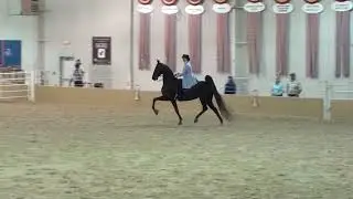 St. Louis National Charity Horse Show -2022