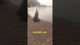 Beleghata Lake 18।1।25 #shorts #fishing #funny #viral #trending