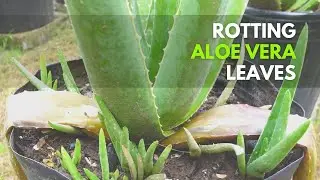How to Manage Aloe vera with Rotting Leaves
