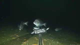 CFF's BUV 2018 Study of Blueline tilefish