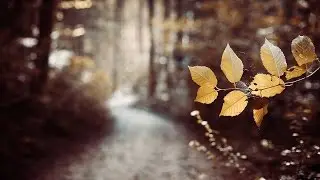 LAST LEAF DOWN - The Path (official video)
