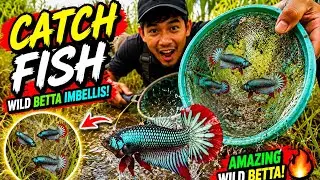 Catching wild betta fish in the rice fields.| Nguyen Tuan Betta #wildbetta