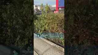 Gowanus Canal Group Project