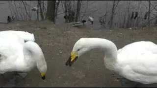 HULLU JOUTSEN , NÄLKÄINEN ORAVA JA PUHUVA KORPPI