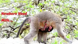 Since Newborn Baby Was Born Not Fed by Young Mother Yet due to Mother Has No Experience in Feeding