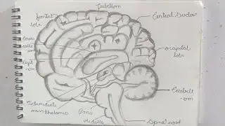 How to draw Human Brain drawing | Simple picture of human brain | Easy Diagram | YouCanDraw #video