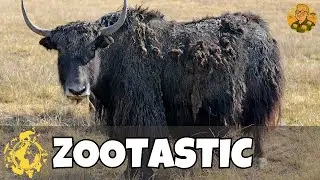 Domestic Yak | The zoo animals at the Allwetterzoo Muenster | Zootastic