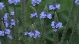 Vervain, New England Aster, Bergamot