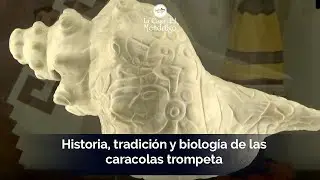 Atecocolli: Caracol Trompeta