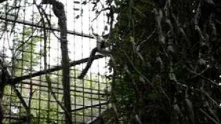 Lemurs Laughing