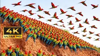 Relaxing Colorful Parrots Flying Together 🦜 | Nature Birds 4K Ultra HD | Peaceful Video