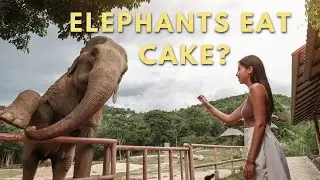 Elephant Sanctuary Thailand | Thailand Elephant | Koh Samui 2021