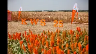 Kiváló hibridek Magyaratádon – 25 éves a KWS