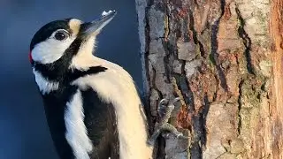Great Spotted Woodpecker birds in the winter forest