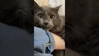 Кот Нибелунг &mdash; самый загадочный кот в мире! 🐾  #shorts  #animals #веселыекоты