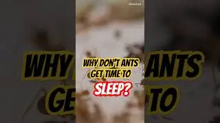Do Ants Ever Sleep? Shocking Truth! #youtubeshorts #AntFacts