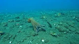 Advanced adventurer SSI Richard Amed Bali Abyss
