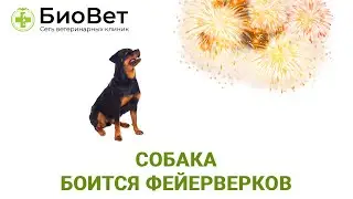 Собака боится фейерверков
