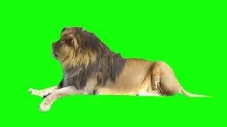 full hd line green screen 1.green screen effect. 2.punjabi whatsapp status green screen. 3.punjabi s