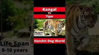 Kangal Vs Tiger. #kangal #tiger #youtubeshorts #dangerous #shorts