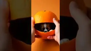 cutting da fruit in which dog how amazing