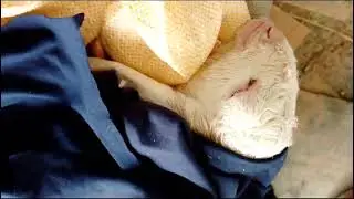 Cute new born baby goat in critical care condition