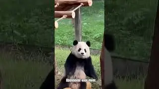 grappige filmpjes!!