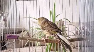 Meilleur chant canari  timbrado