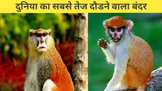 दुनिया🌍 का सबसे तेज दौडने वाला बंदर🐒 | Worlds Fastest Monkey | Animal Facts | #shorts