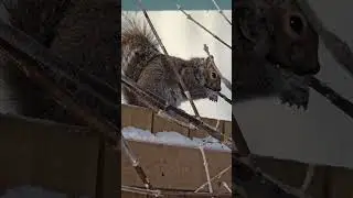 Squirrels and blue jay on a warmer day past  #short #squirrel #squirrelseating