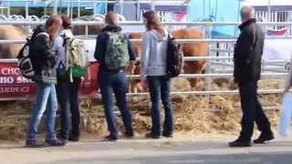 Plemena masn&eacute;ho skotu, Animal Vetex 2014 -  z&aacute;jem n&aacute;v&scaron;těvn&iacute;ků veletrhu