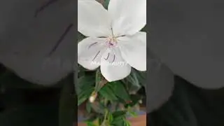 white melastoma // melastoma white