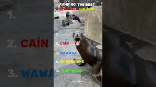 Ranking The Best Seal Dog Sounds