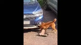 Car Hidden rat was found by my dog. Huge talent
