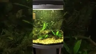 Keyhole cichlids with young 7 weeks old.
