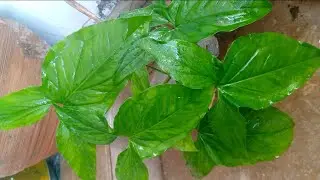 How to grow arrowhead vine | grow any syngonium or arrowhead plant Easley