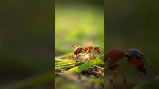 #ants #facts #trending #youtubeshorts #youtube #youtube #viral #viralvideo #shorts #shortvideo #love