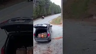 The Bear Slammed Into the SUV on Camera 🚨🐻part1