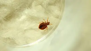 France plagued by bedbug infestations