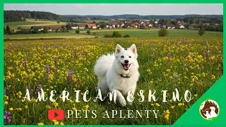 American Eskimo Dog Facts You Didn't Know!