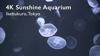 [4K] Walking with Jellyfish - Sunshine Aquarium, Tokyo