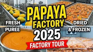 Papaya Factory Tour 2025 &ndash; Fresh, Puree, Dried & Frozen Papaya Production