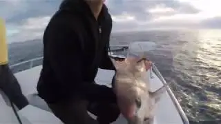Mid North Coast Snapper: Snapper Fishing Australia