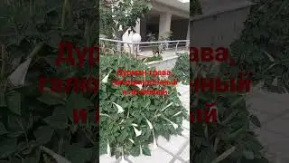 Дурман трава, растет в Крыму и на подоконнике