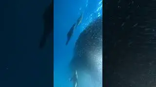 Fish Schools Uses Bait Ball Defensive Measure against Sea Lions
