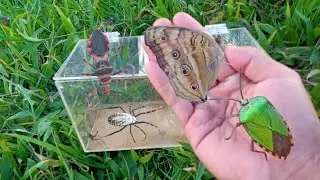 I search and catch animals around us and get spider, butterflies, as well as other beautiful insects